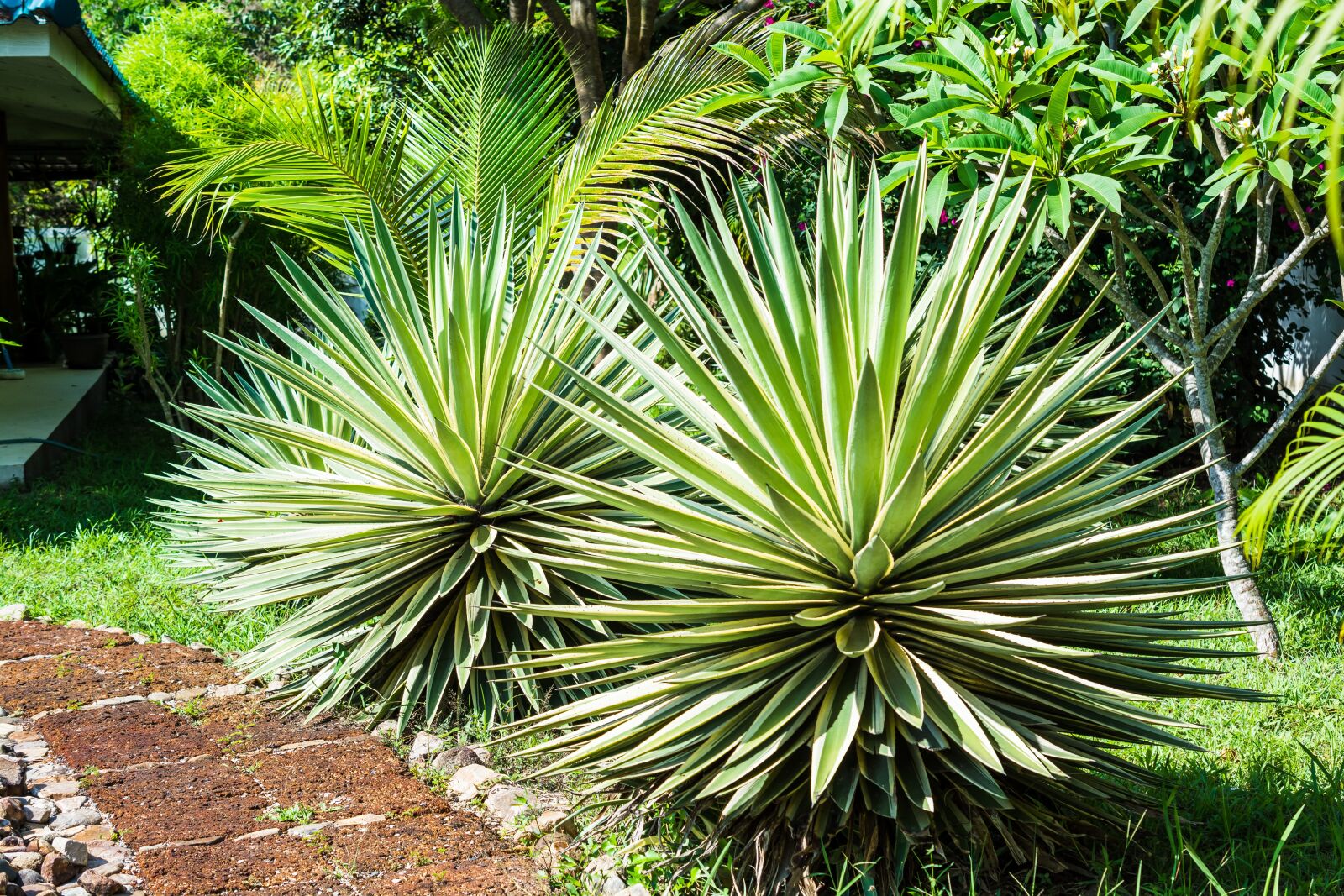 Nikon D5200 sample photo. Agave, agavengewächs, plant photography