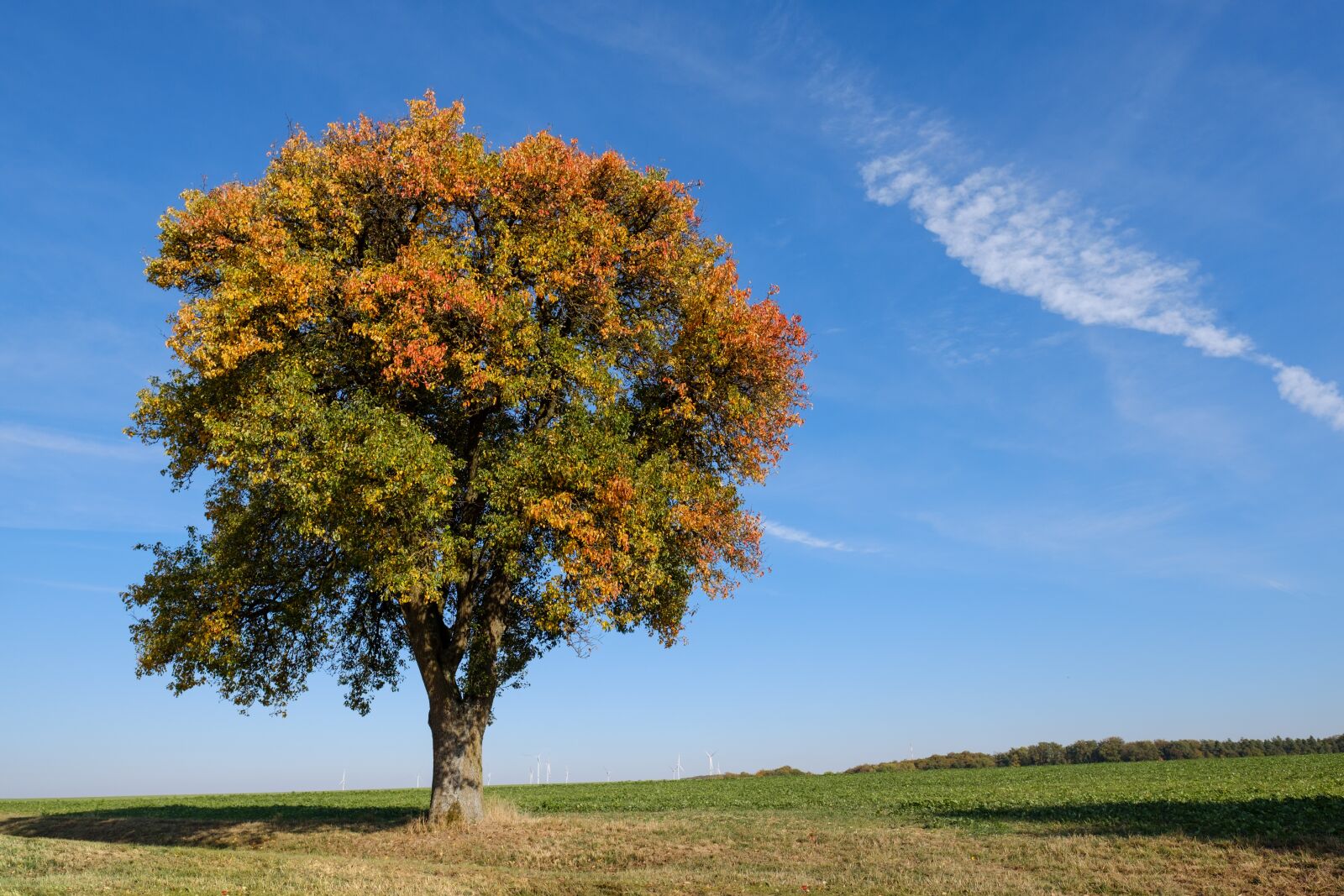 Fujifilm X-T2 + Fujifilm XF 16mm F1.4 R WR sample photo. Tree, autumn, leaves photography