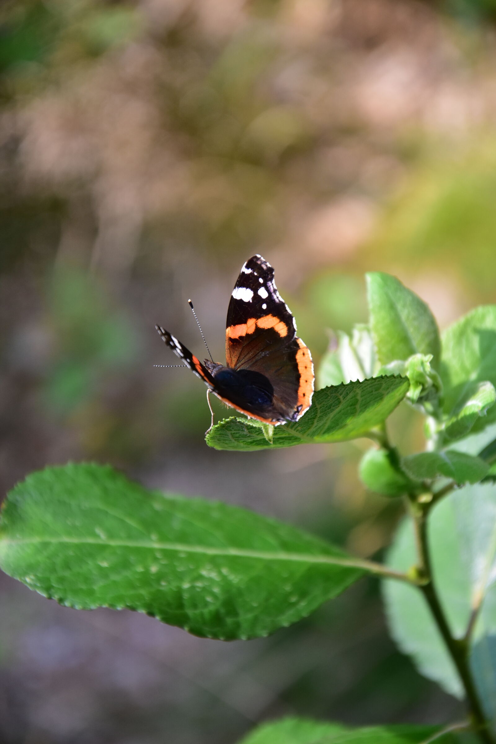 Nikon D3400 sample photo. Straight out of camera photography