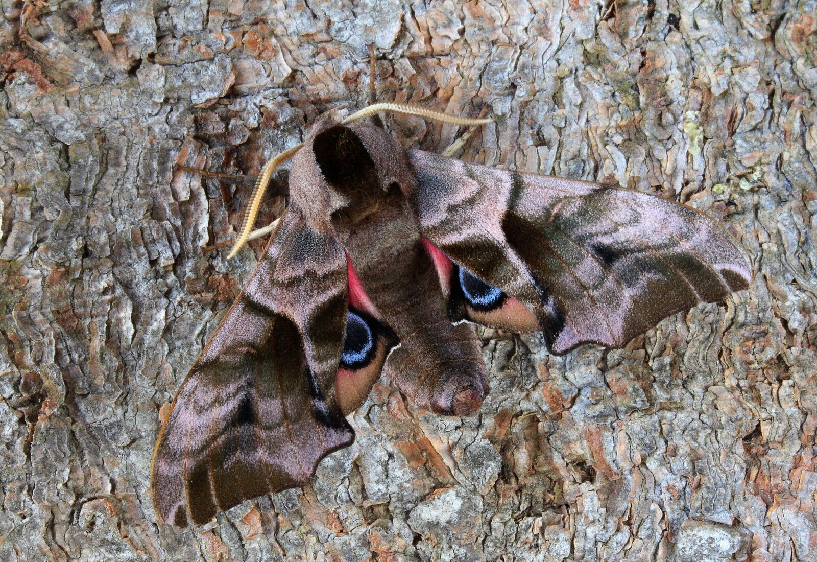 Canon EOS 400D (EOS Digital Rebel XTi / EOS Kiss Digital X) sample photo. Moth, hawkmoth, wildlife photography