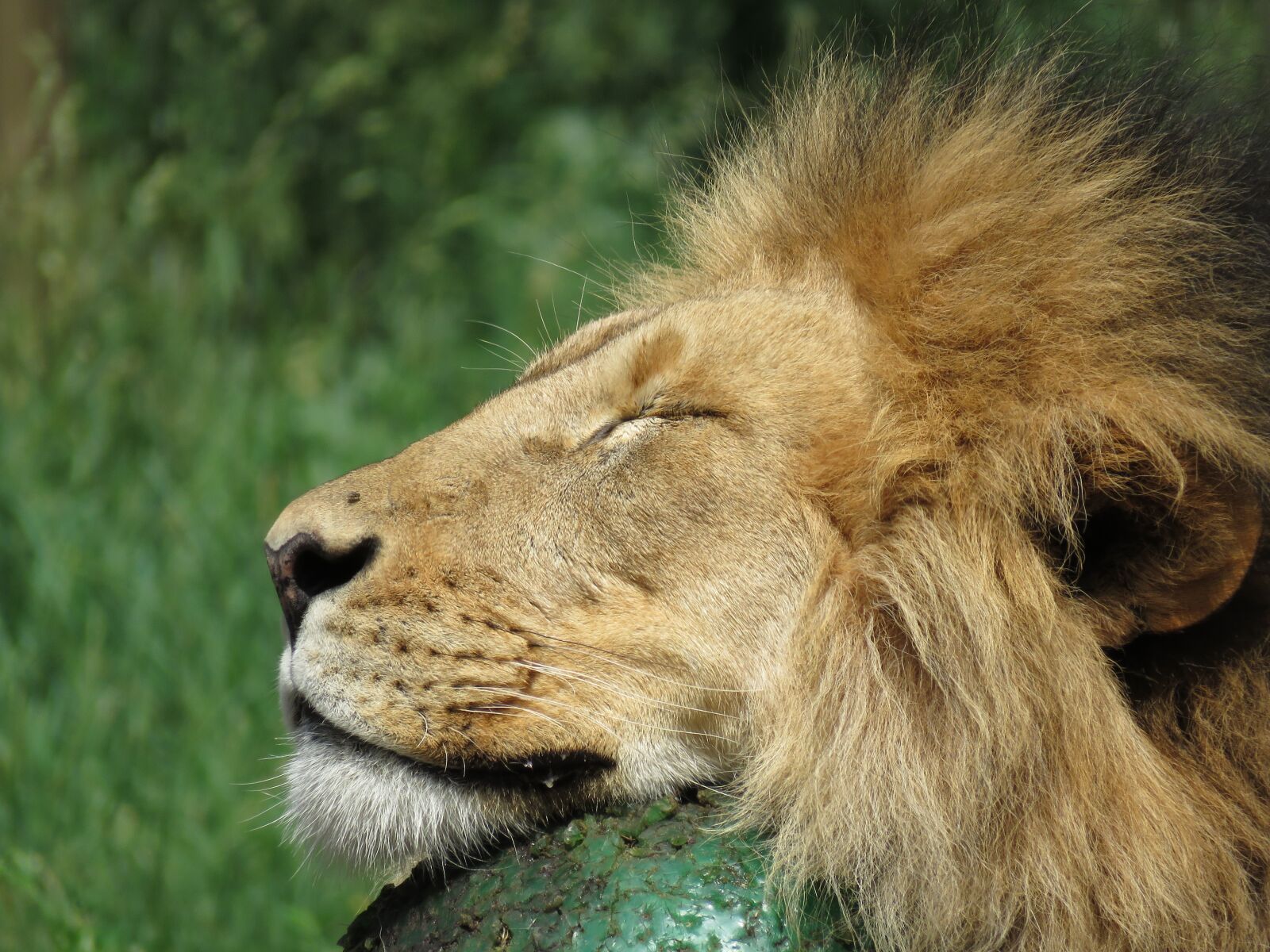 Canon PowerShot SX60 HS sample photo. Lion, calgary, zoo photography