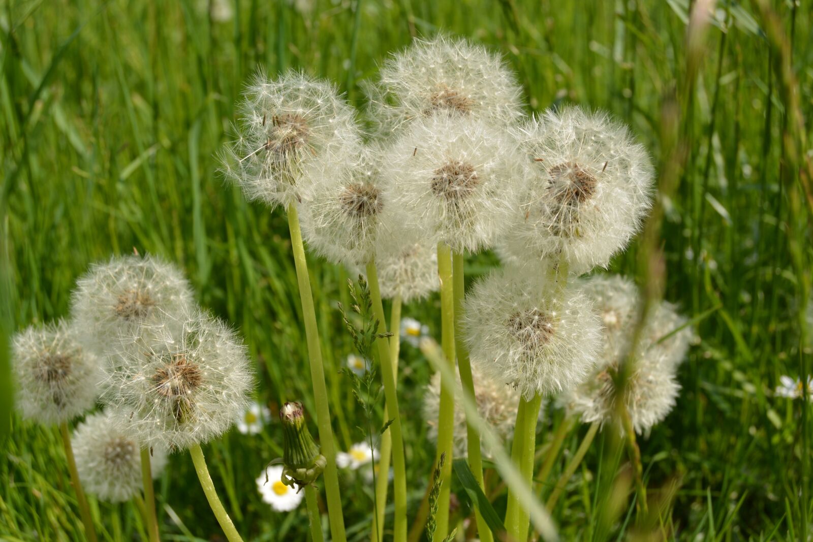 Nikon D5200 sample photo. Dandelion, nature, grass photography