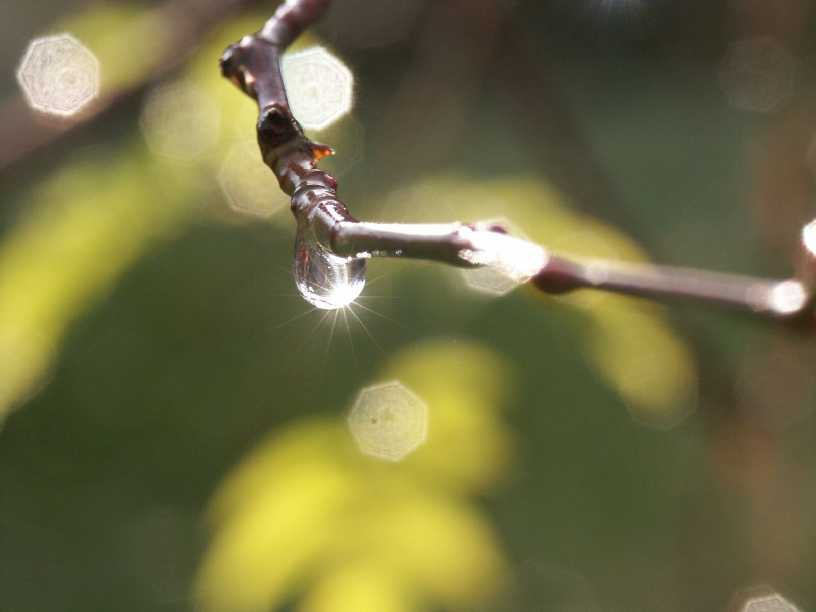 KONICA MINOLTA DiMAGE 7i sample photo. Rain, drop, branch photography