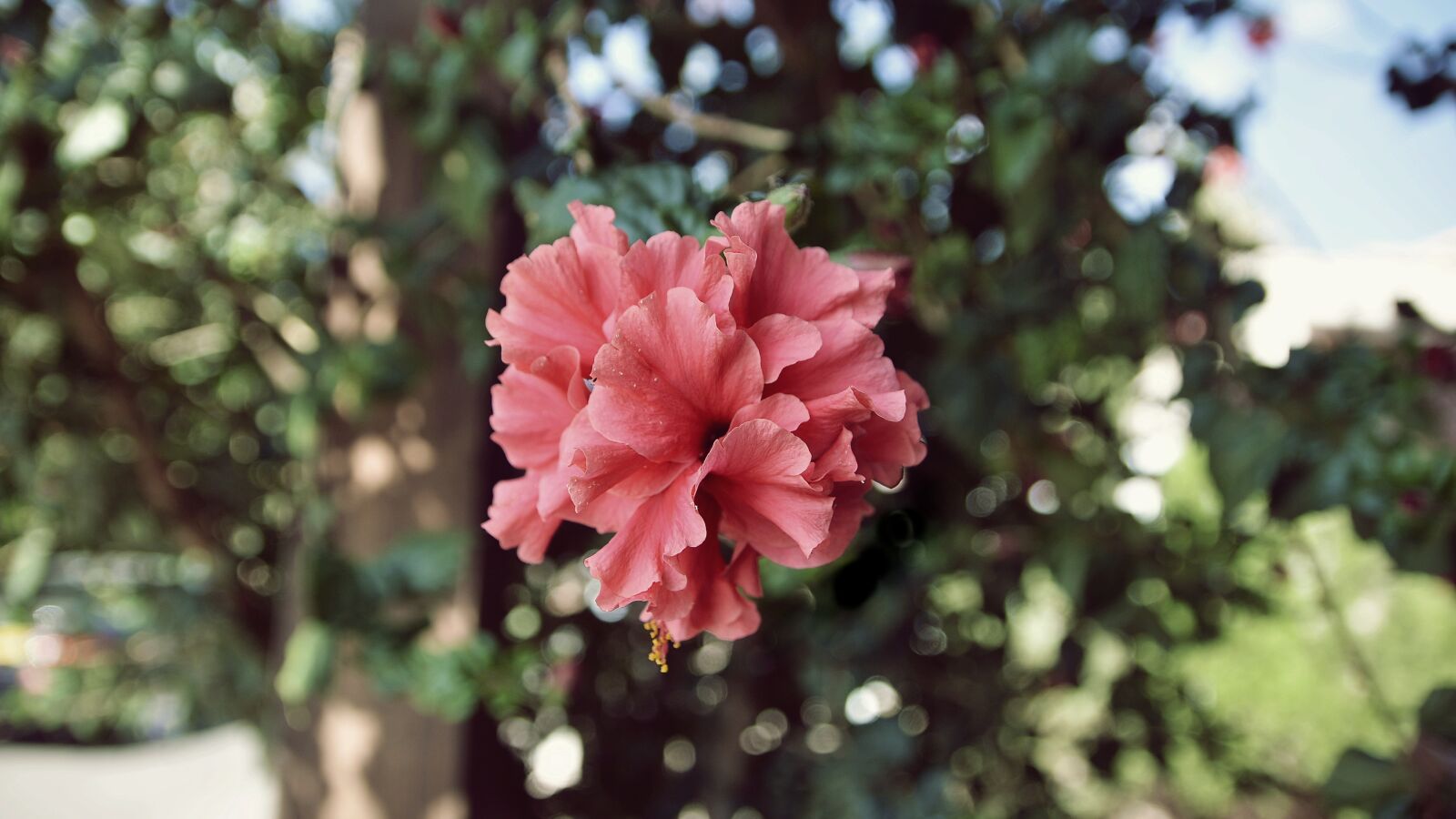 Nikon D7100 sample photo. Pink, flower, green photography