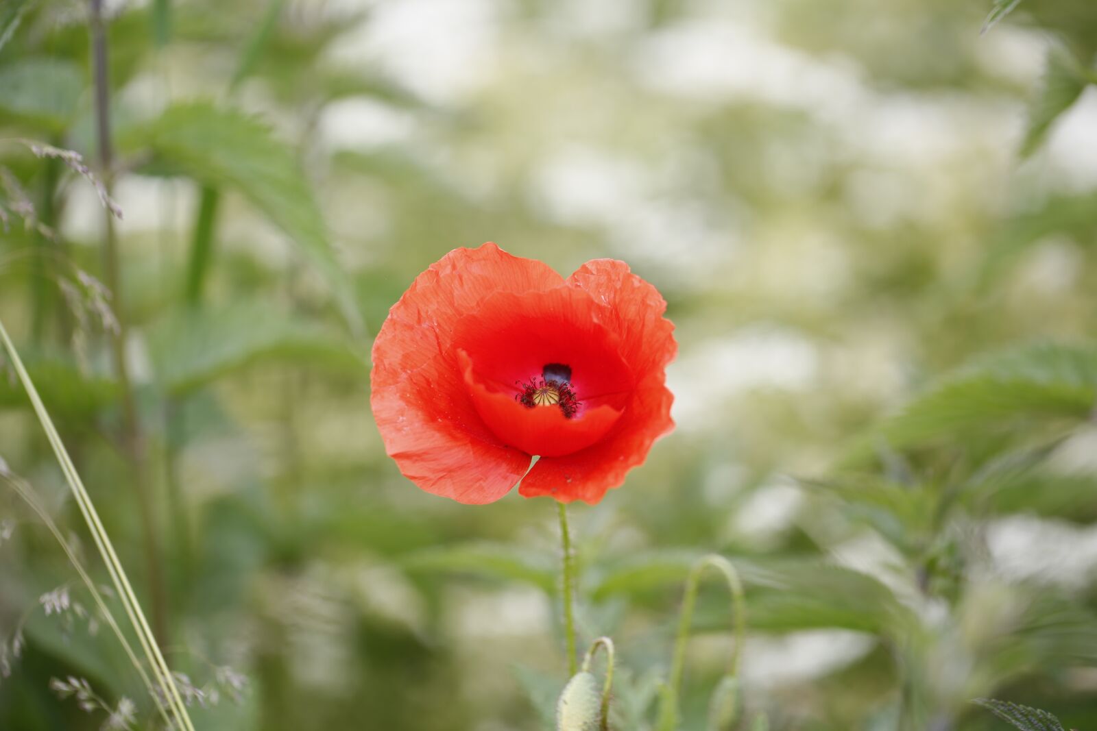 Canon EF 100mm F2.8L Macro IS USM sample photo. Poppy, flower, nature photography
