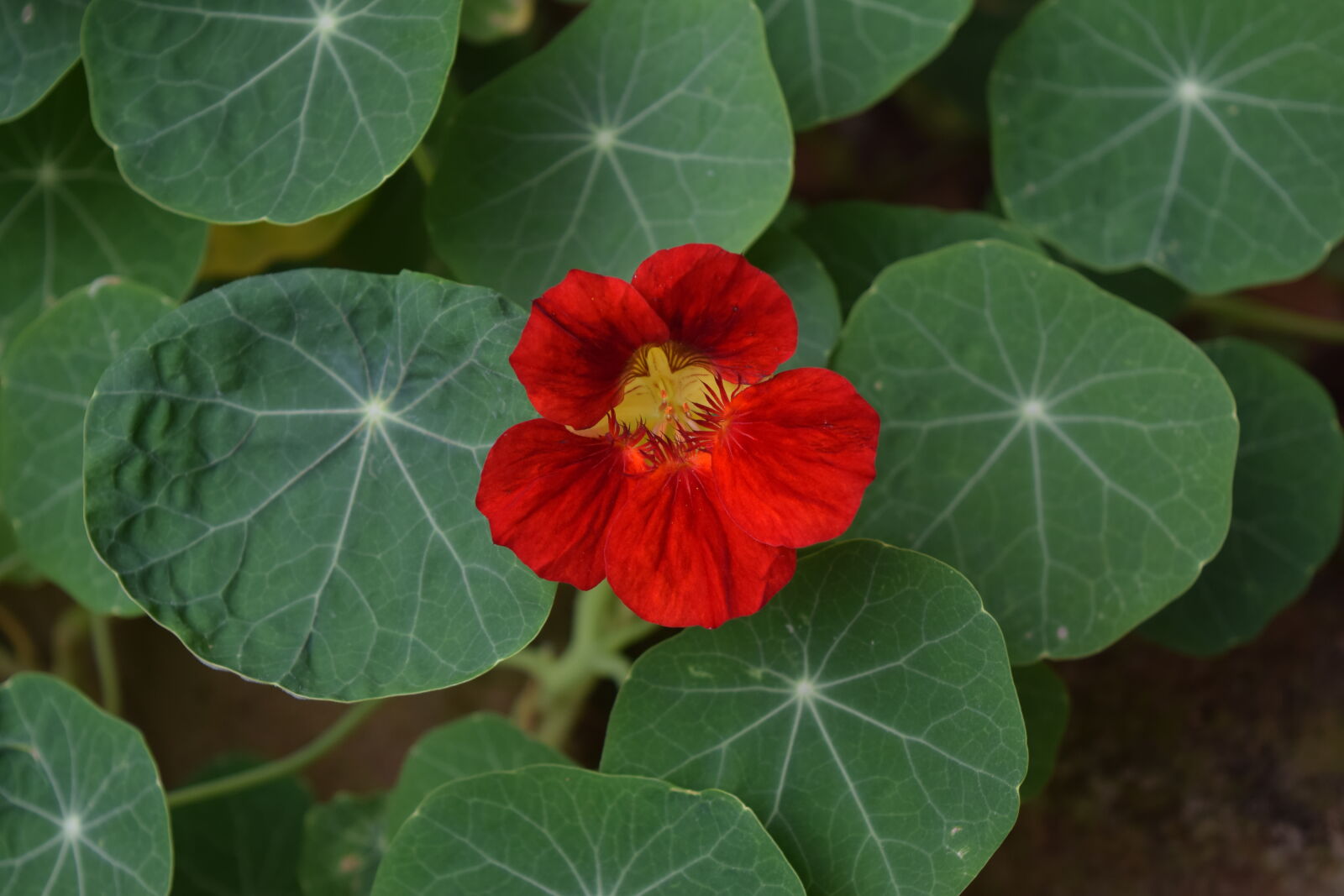 Nikon D5300 sample photo