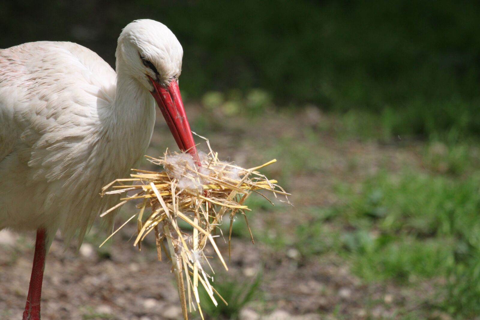 Canon EOS 500D (EOS Rebel T1i / EOS Kiss X3) sample photo. Stork, white, nest building photography