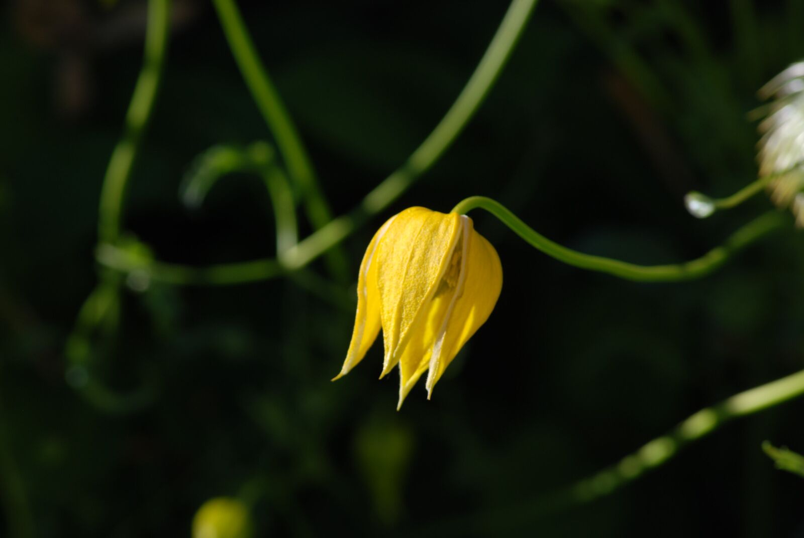 Nikon D80 sample photo. Flower, yellow, plant photography