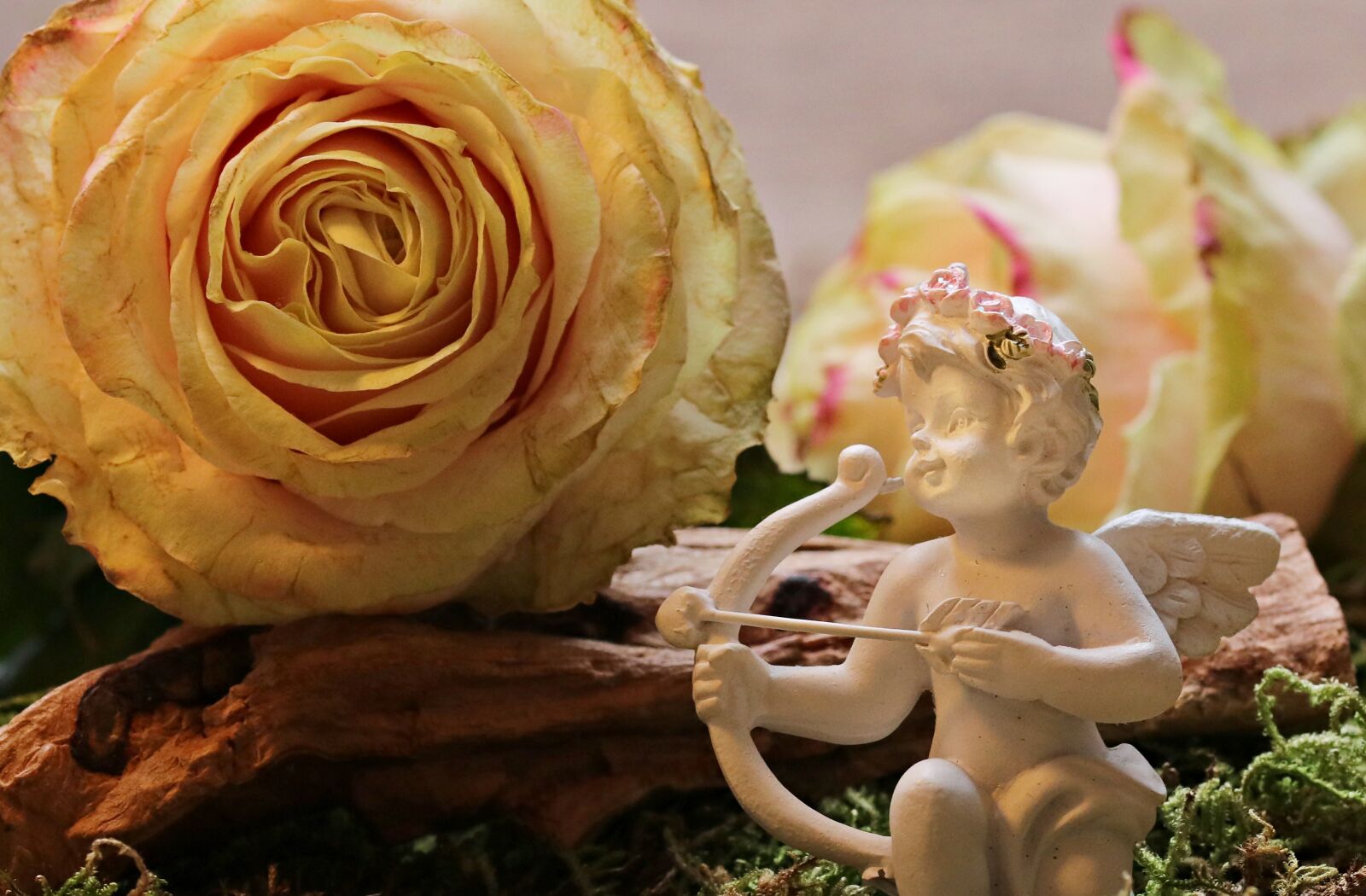 Canon EOS 80D sample photo. Rose, floribunda, blossom photography