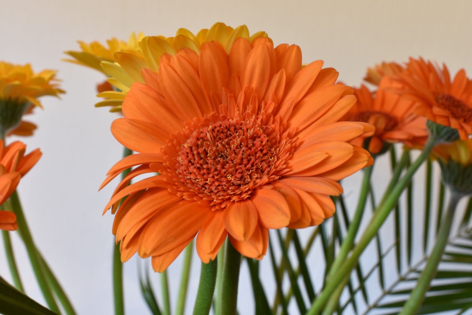 Nikon D3400 sample photo. Flower, close up, orange photography