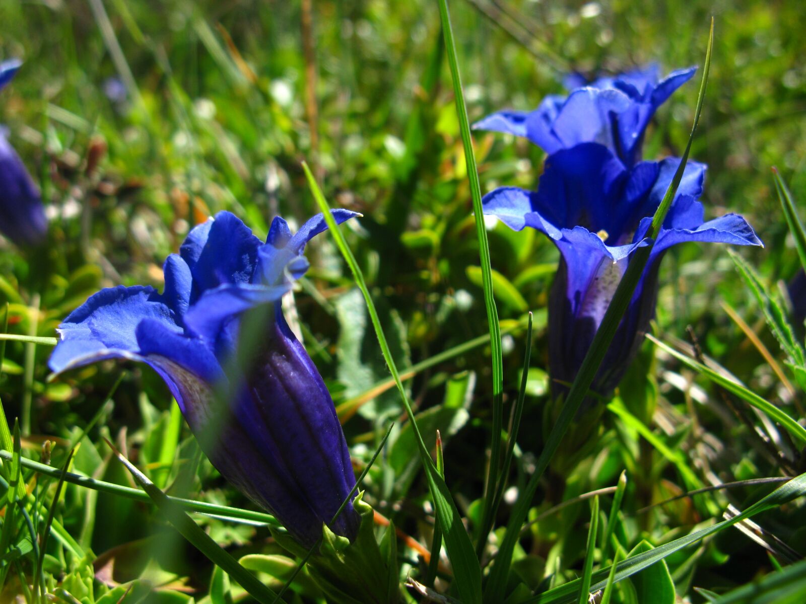 Canon POWERSHOT A650 IS sample photo. Flower, blue, gentian photography
