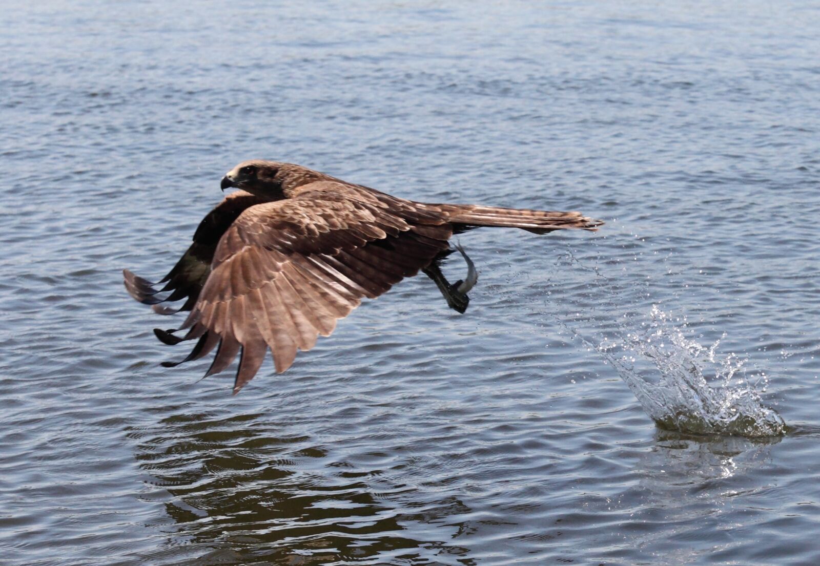 Canon EOS 5D Mark II sample photo. Bird, kite, fish photography