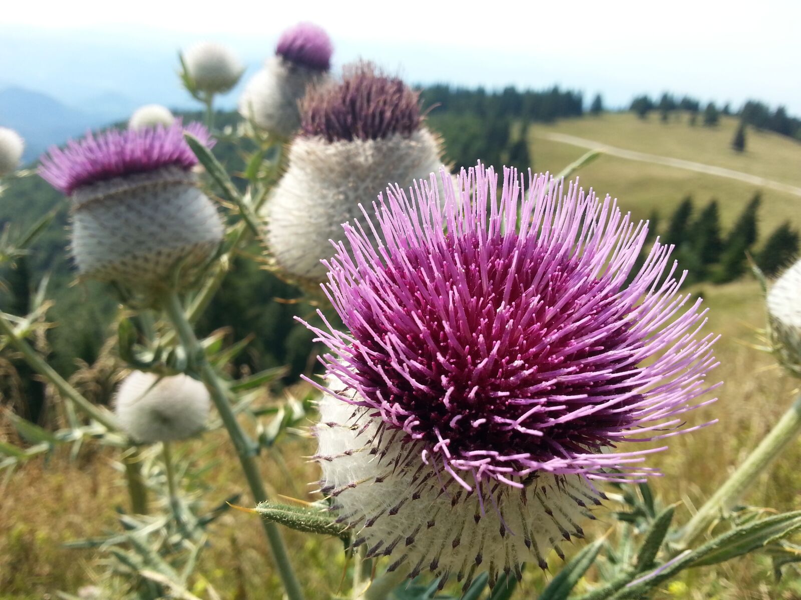 Samsung Galaxy S3 sample photo. Thistle, flower, bloom photography
