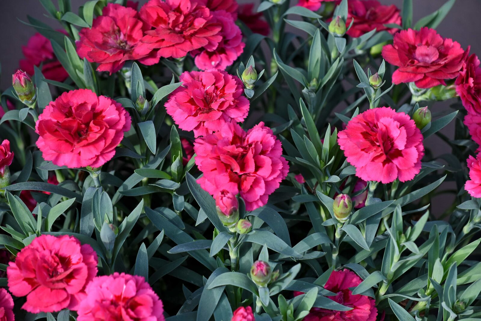 Nikon D5500 sample photo. Carnation, pinkish, plant, leaf photography