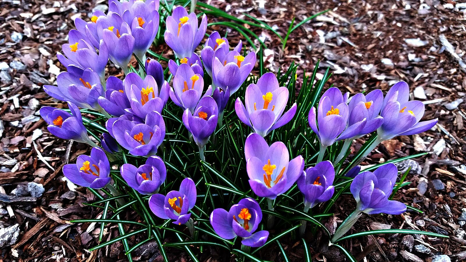 Samsung Galaxy J5 sample photo. Flowers, crocus, spring photography