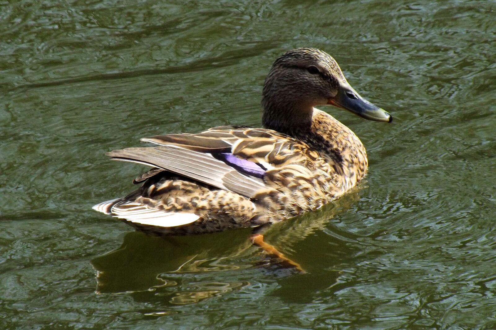 Fujifilm FinePix S4300 sample photo. Duck, mallards, water photography