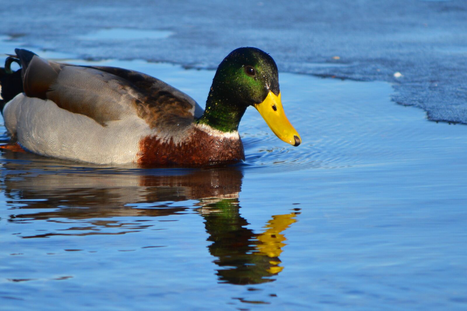 Nikon D5200 sample photo. Mallard, lake, cold photography