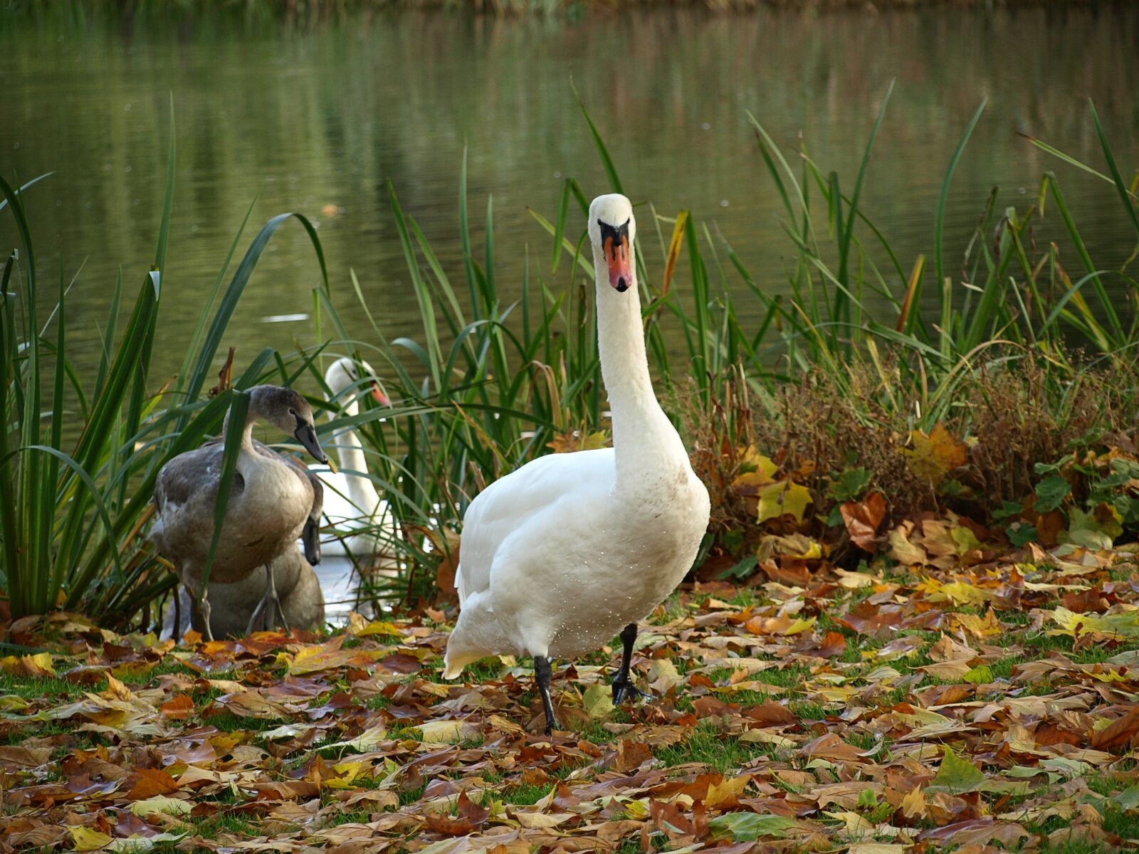 Olympus E-510 (EVOLT E-510) sample photo. Swan, bird, animal photography