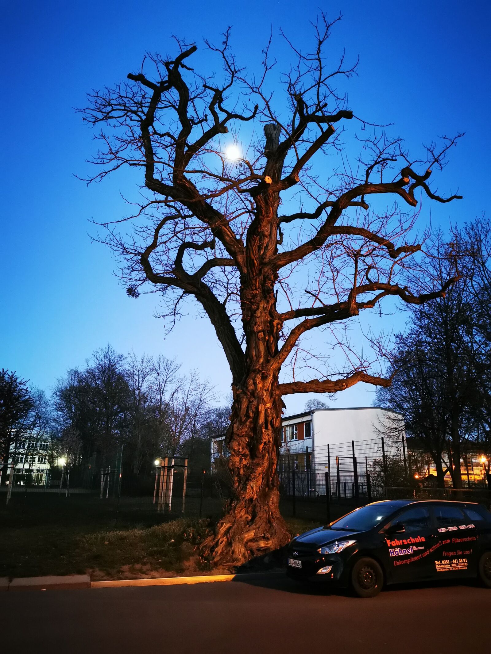 HUAWEI P30 Pro sample photo. Moon, night, tree photography