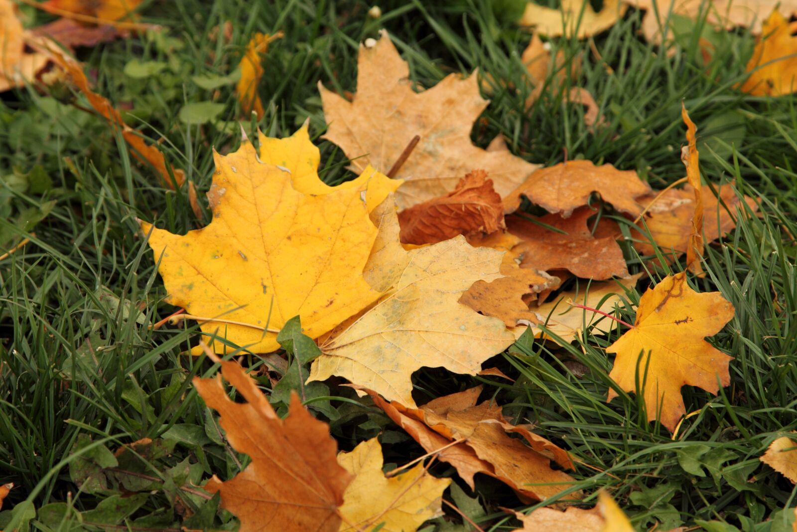 Canon EOS 60D + Canon EF 24-105mm F4L IS USM sample photo. Leaves, autumn, in the photography