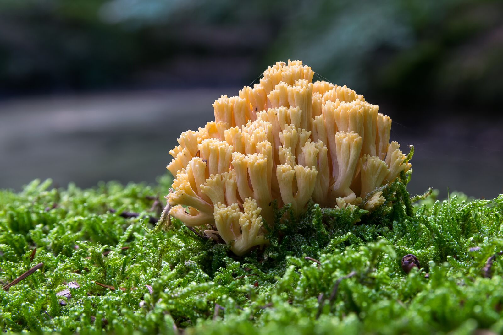 Nikon D5300 sample photo. Coral fungus, mushroom, autumn photography