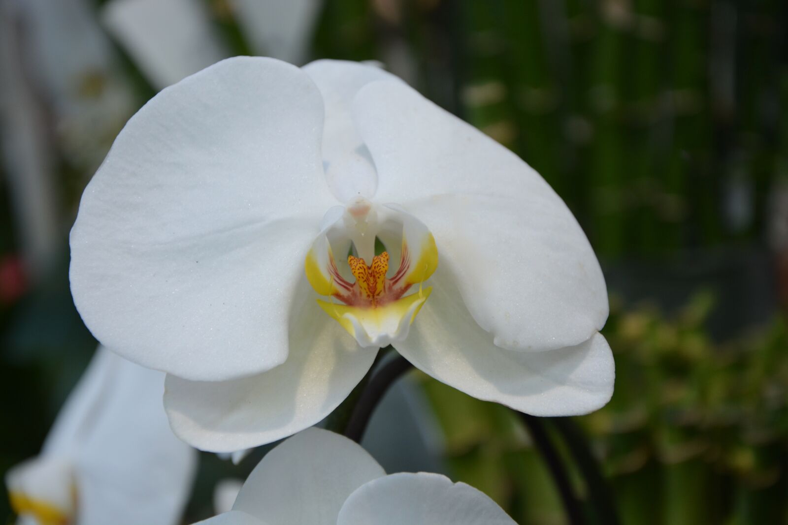 Nikon D5200 sample photo. Flower, white orchid, plant photography