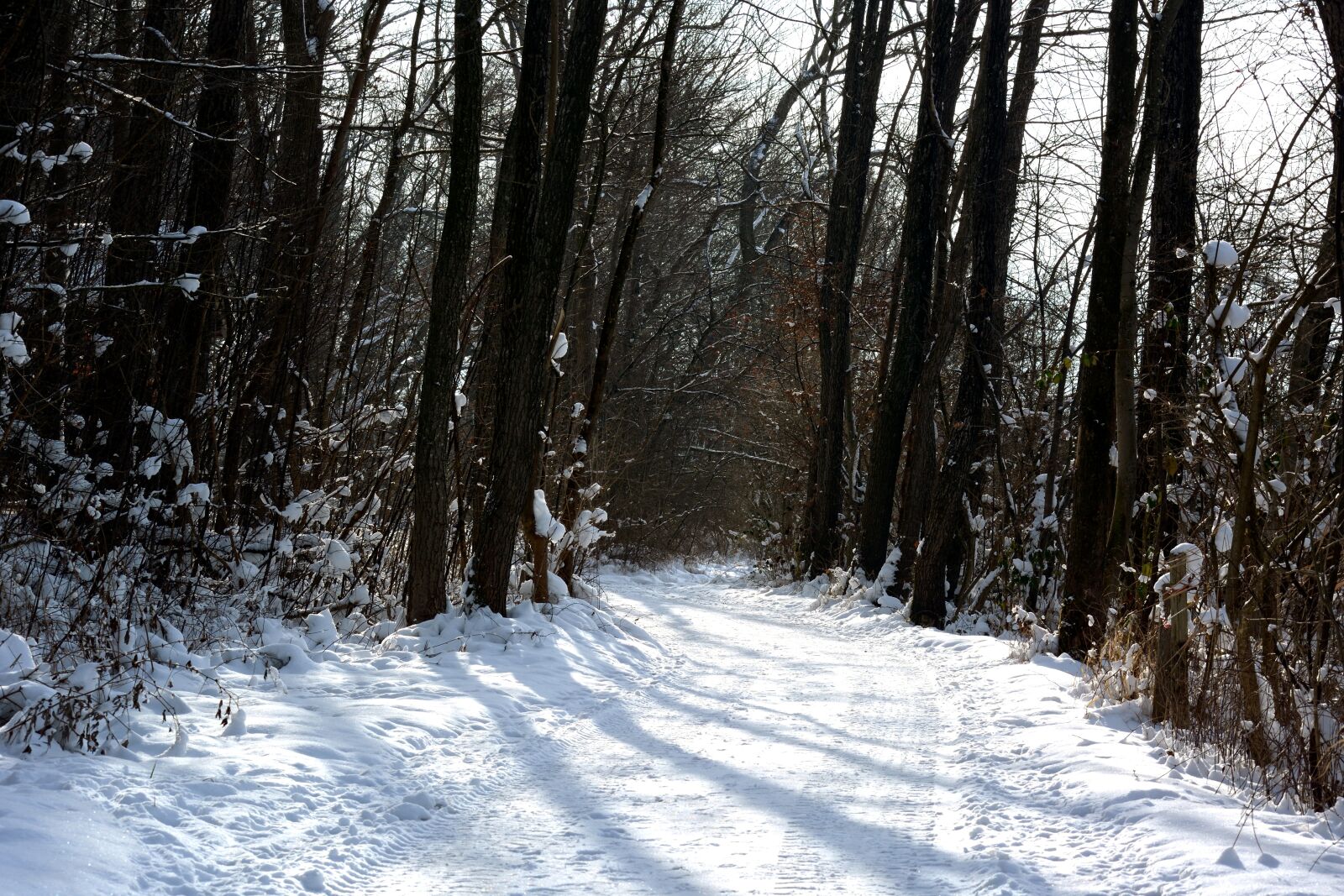 Nikon D7100 sample photo. Winter, snow, forest photography