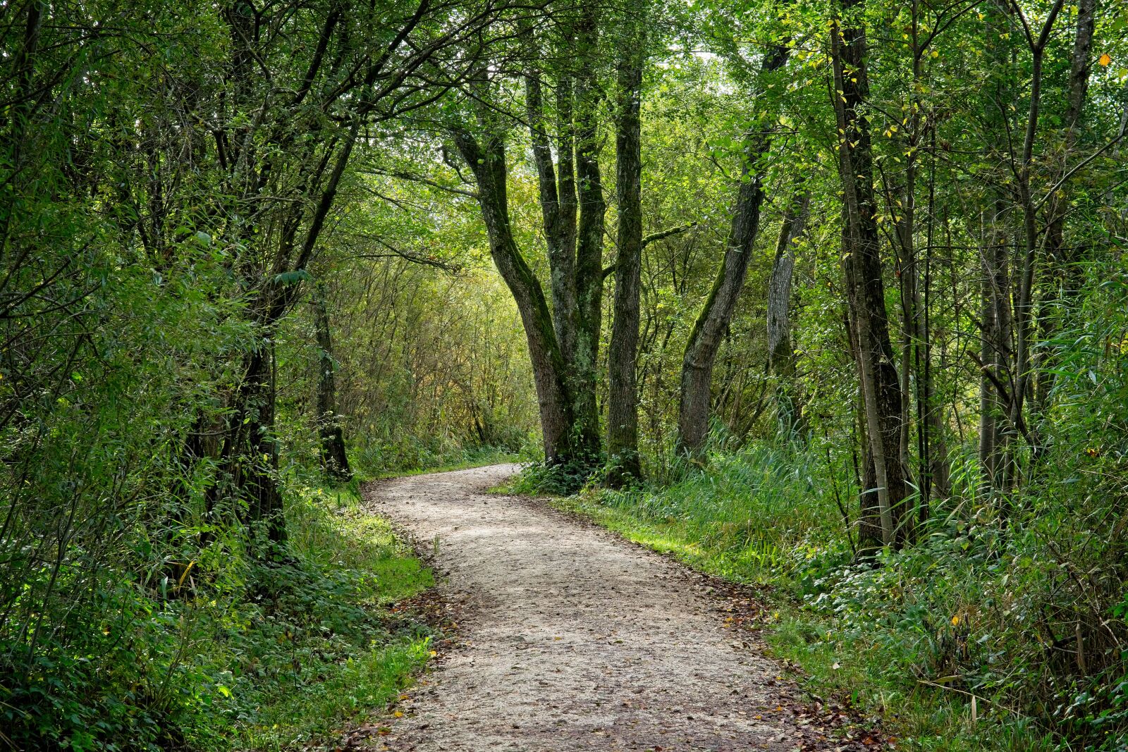 Nikon D7100 sample photo. Autumn, trail, forest photography