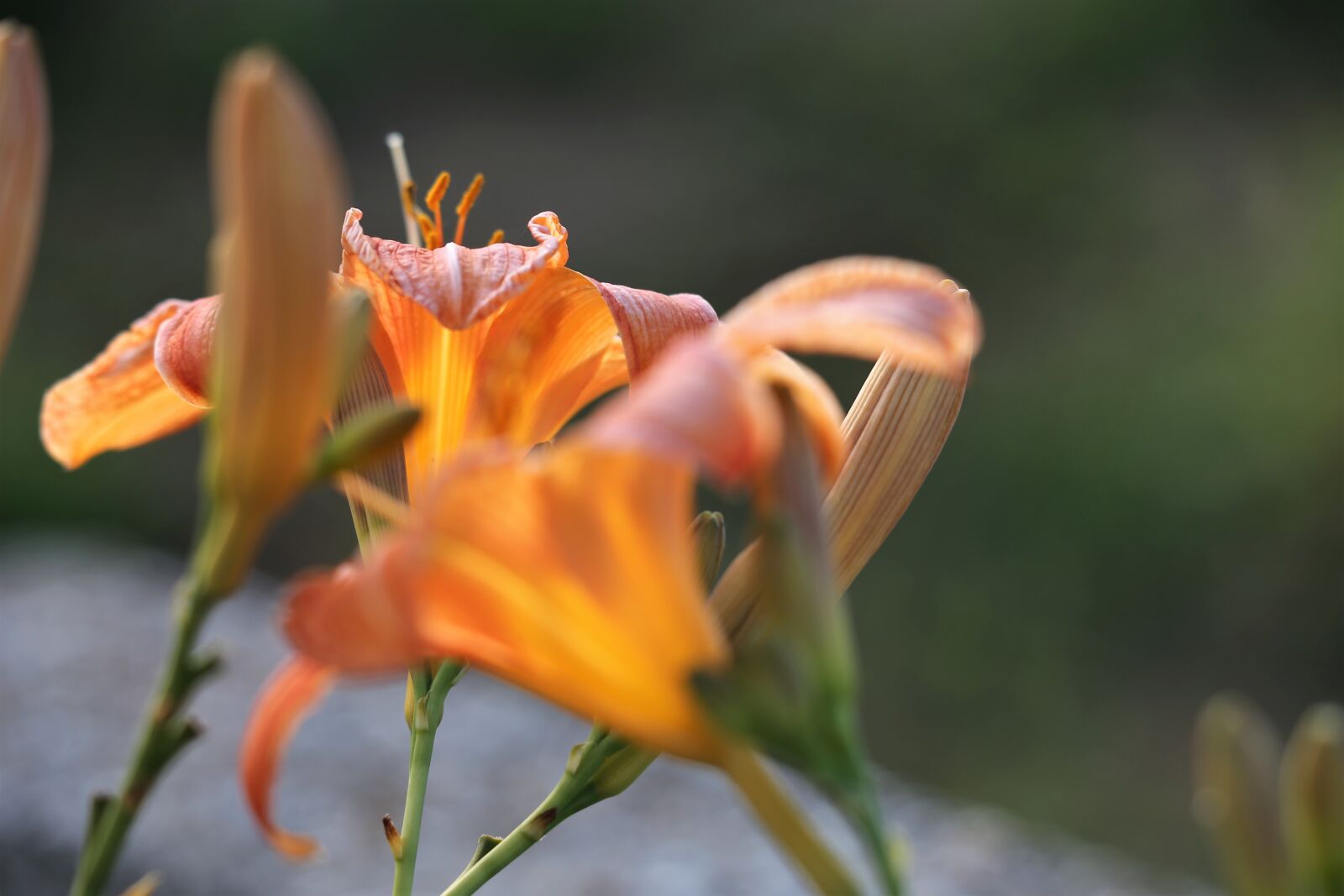Canon EOS 6D + Canon EF 70-300 F4-5.6 IS II USM sample photo. Day lily, wild lily photography