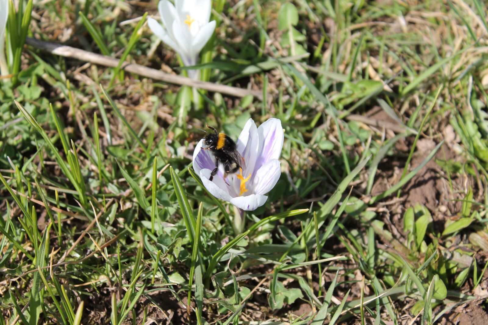 Canon EOS 1100D (EOS Rebel T3 / EOS Kiss X50) sample photo. Hummel, crocus, meadow photography