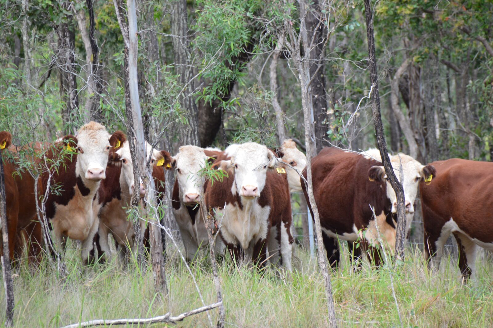 Nikon D3200 sample photo. Cattle, curiosity, rural photography