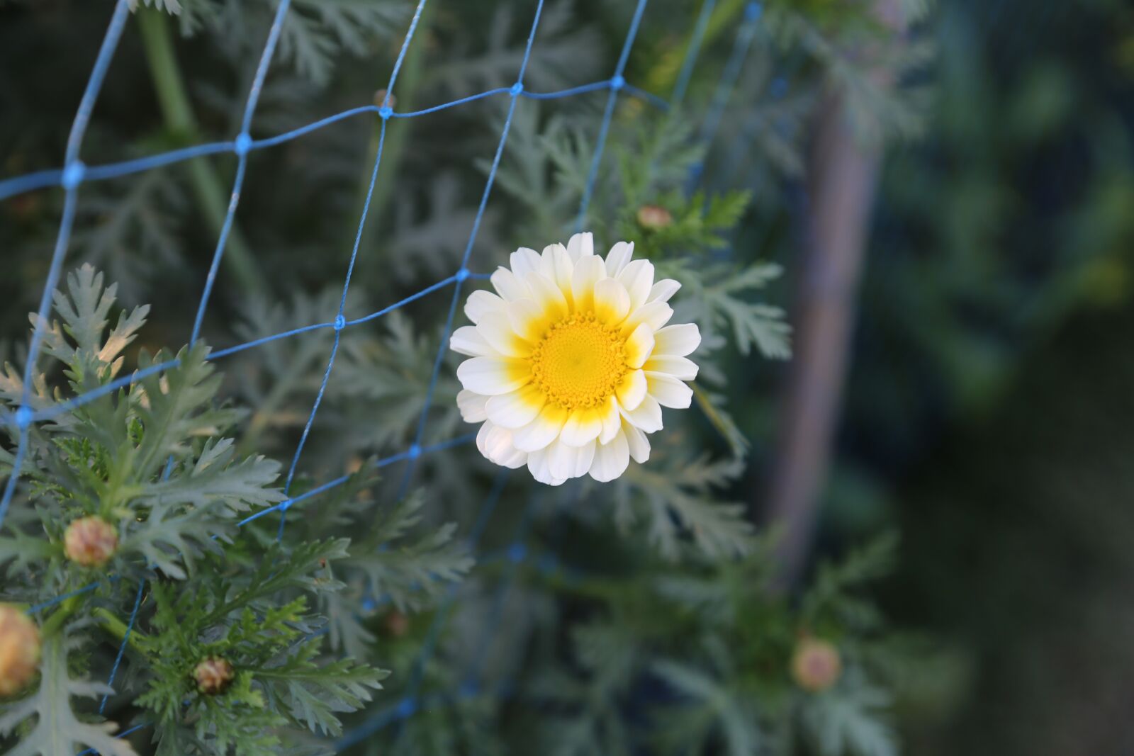 Canon EF 24-105mm F4L IS USM sample photo. Flower, garden, nature photography