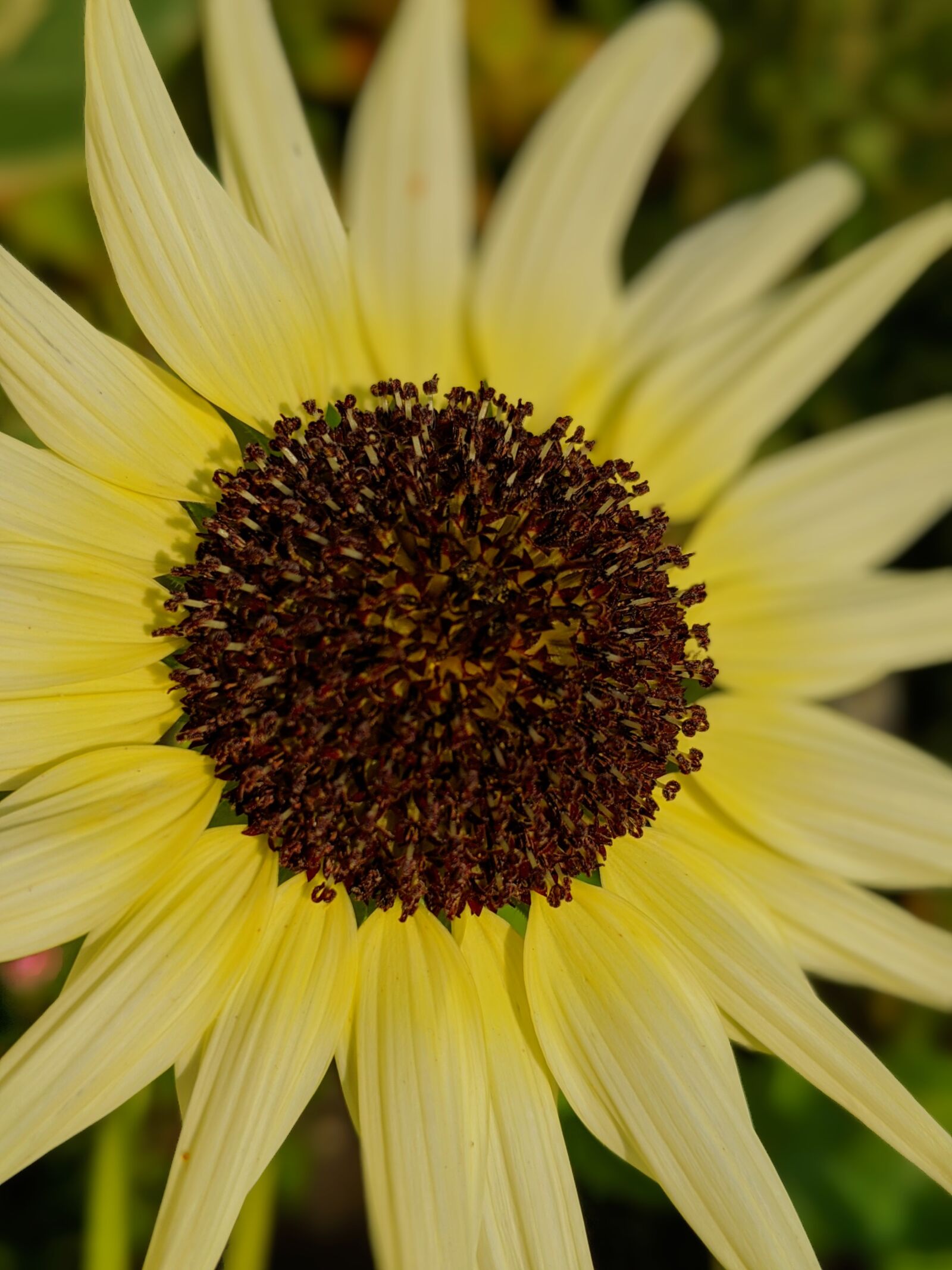 Google Pixel 3 XL sample photo. Sunflower, daisy, yellow petals photography