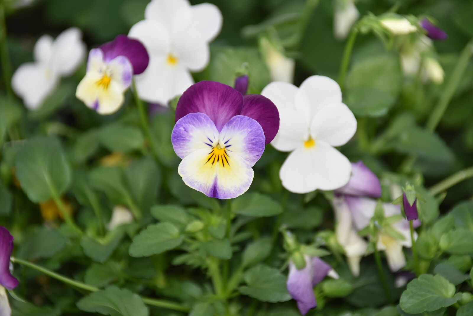 Nikon D5600 sample photo. Flower, flower color white photography