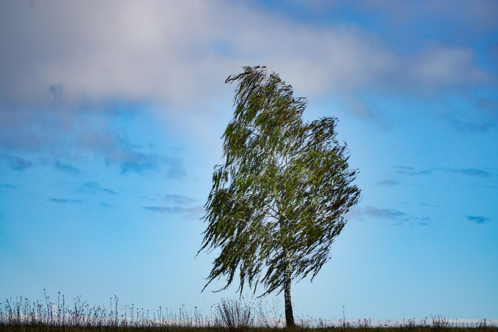 Sony E PZ 18-105mm F4 G OSS sample photo. Tree, birch, nature photography