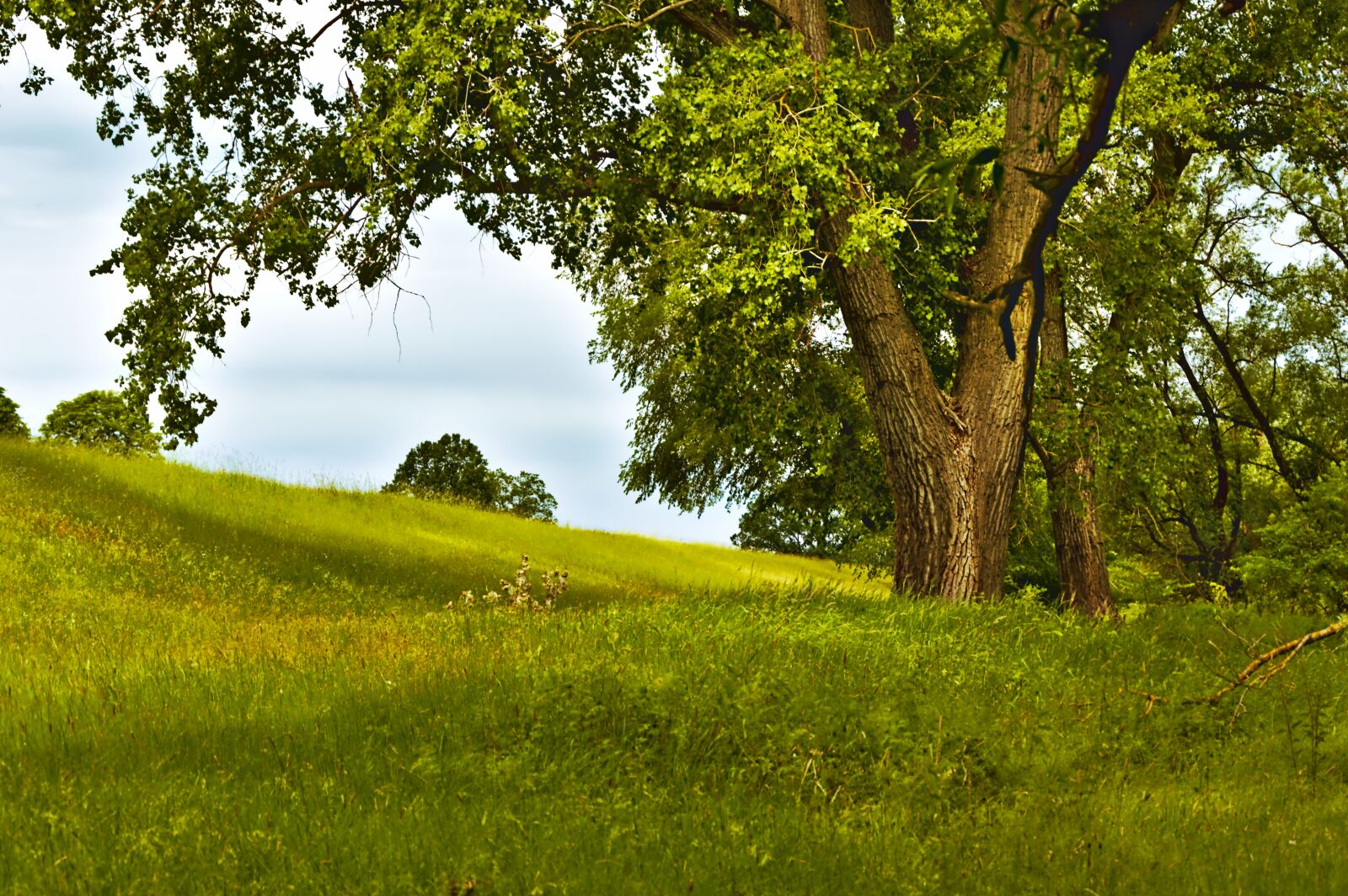 Nikon D3200 sample photo. Tree, meadow, summer photography