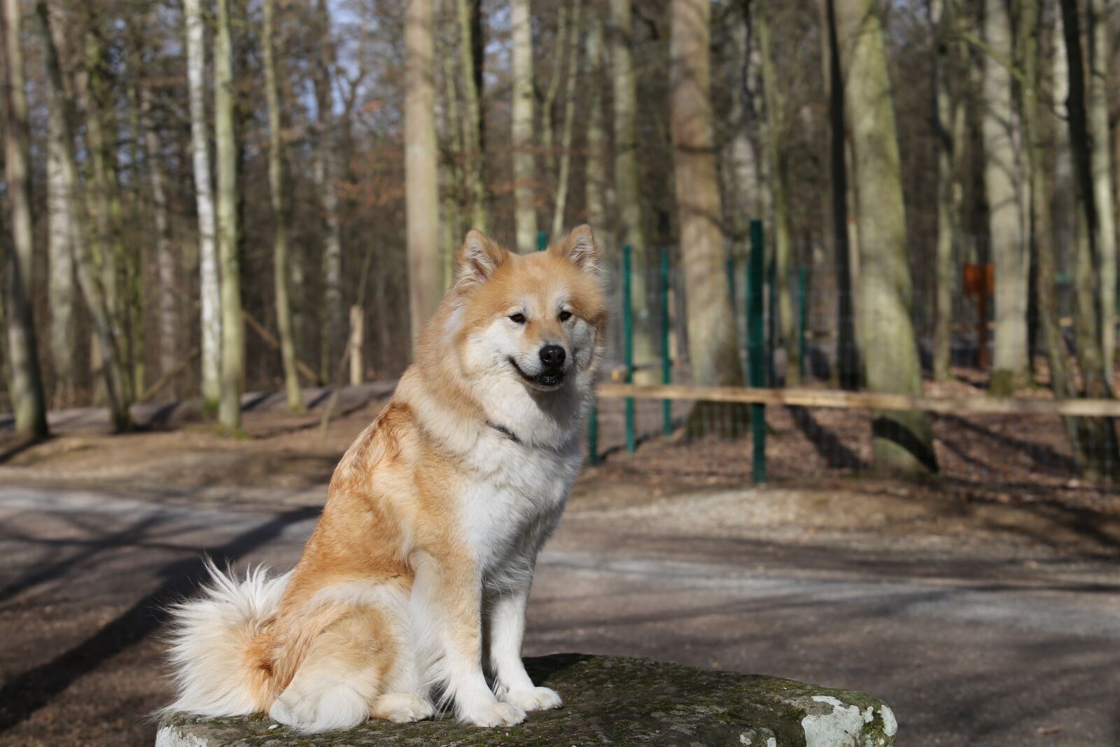 Canon EOS 6D sample photo. Eurasians, dog, pet photography