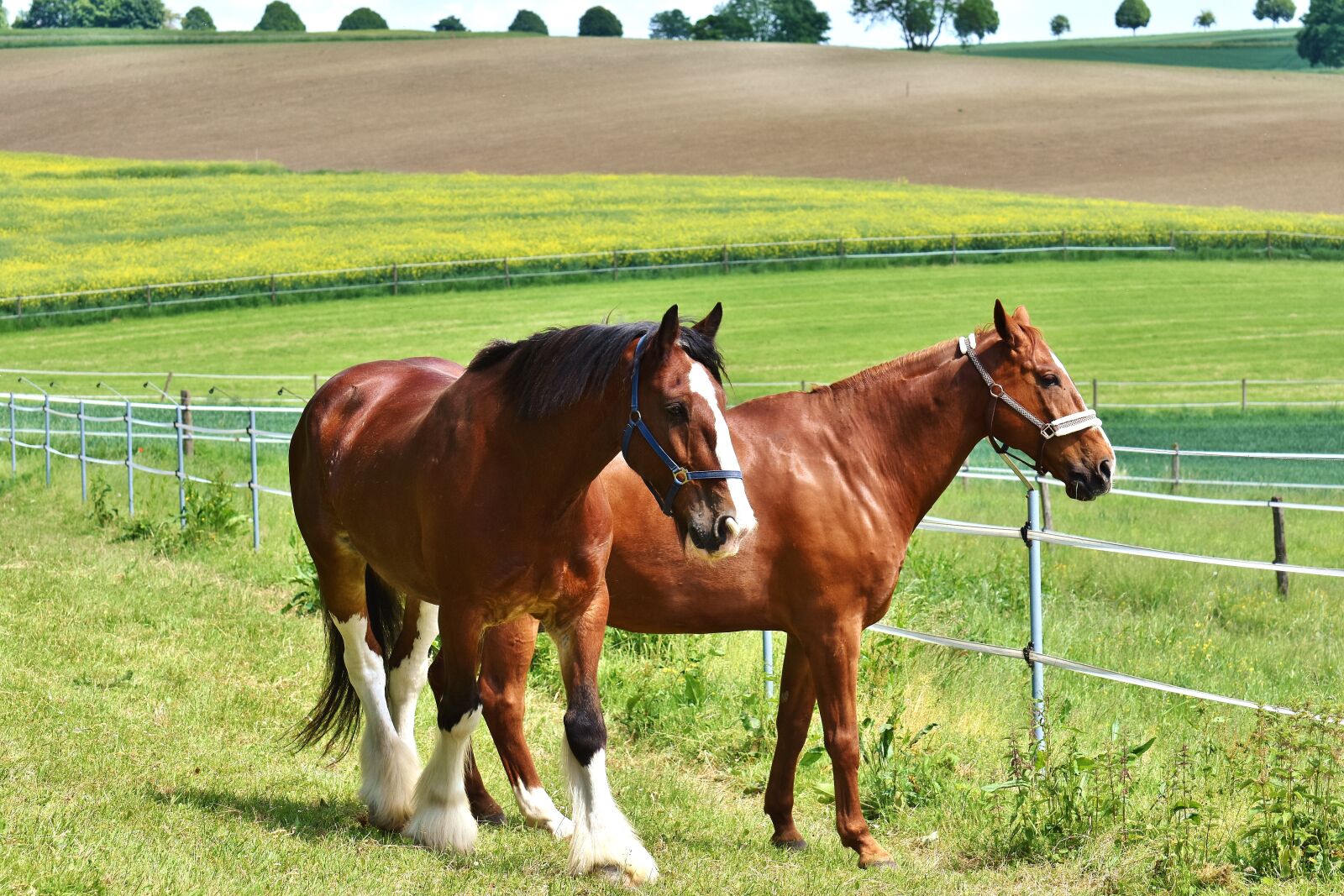 Nikon D7200 sample photo. Horses, for two, coupling photography