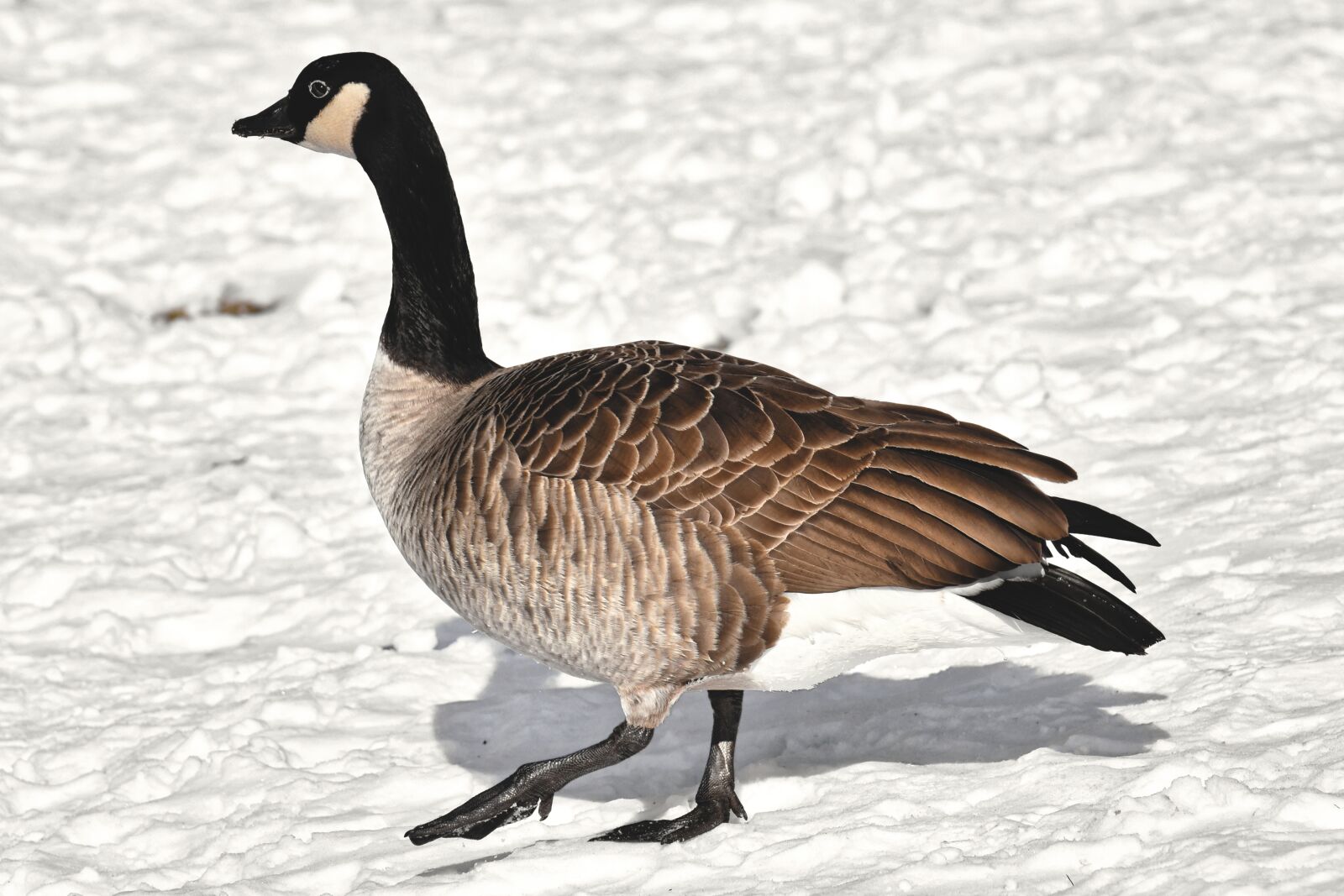 Nikon D7200 sample photo. Goose, water bird, wild photography