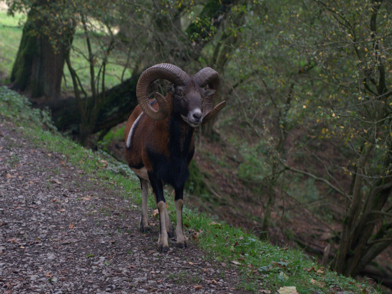 Sony a7 II + Sony Vario Tessar T* FE 24-70mm F4 ZA OSS sample photo. Capricorn, animal, nature photography