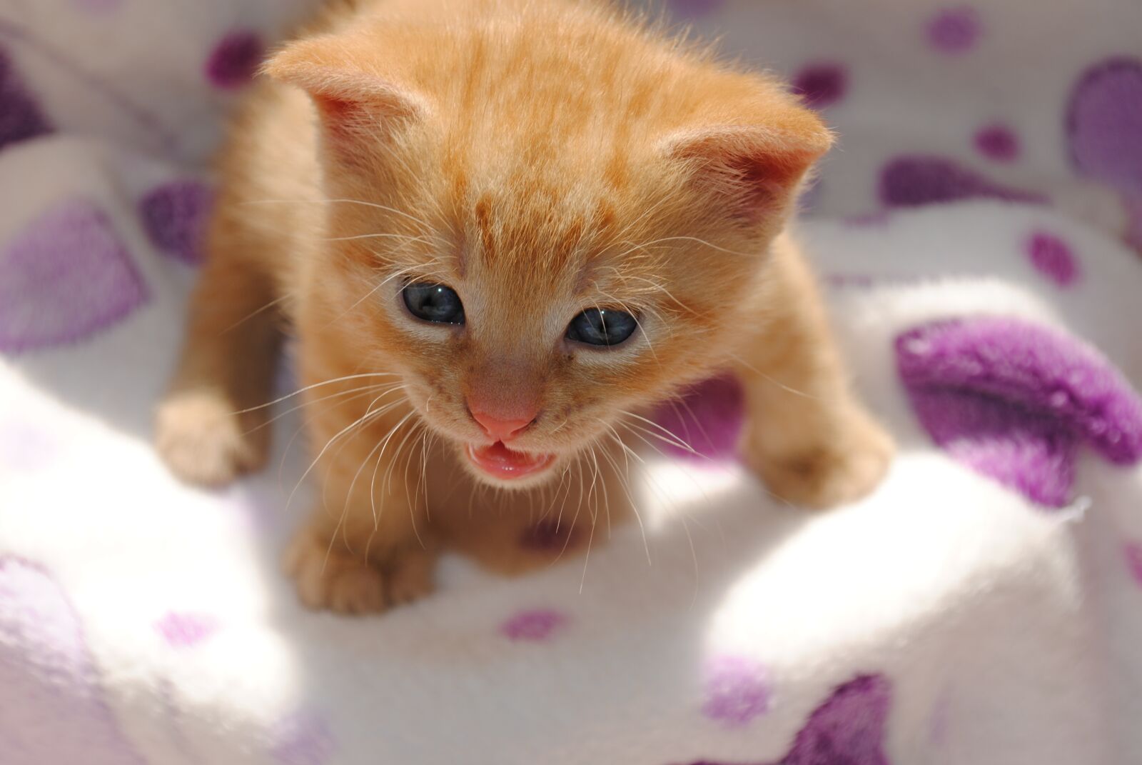 Nikon D3000 sample photo. Cat, animal, mammals photography