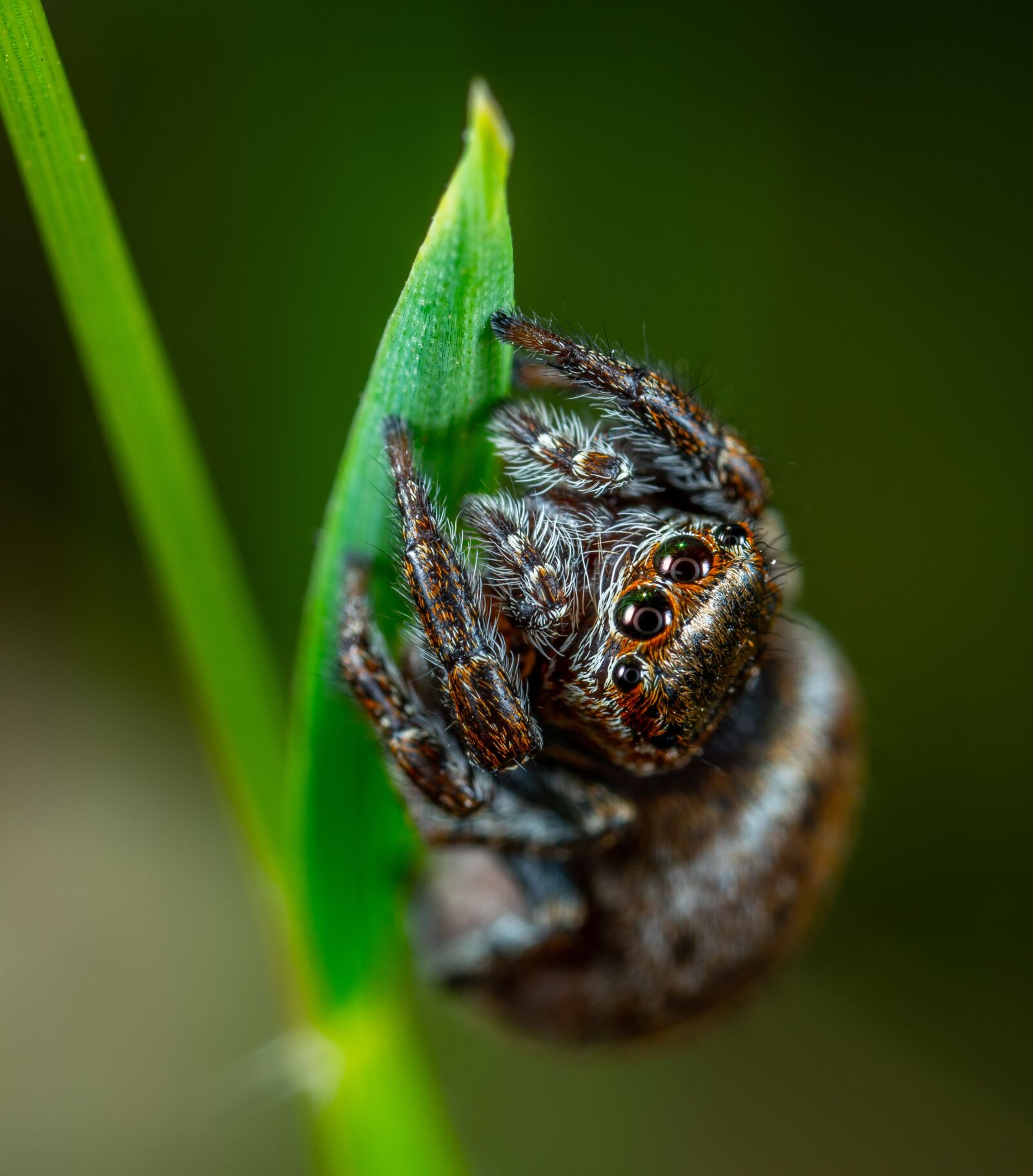 Sony a7R II sample photo. Macro, bespozvonochnoe, arachnids photography