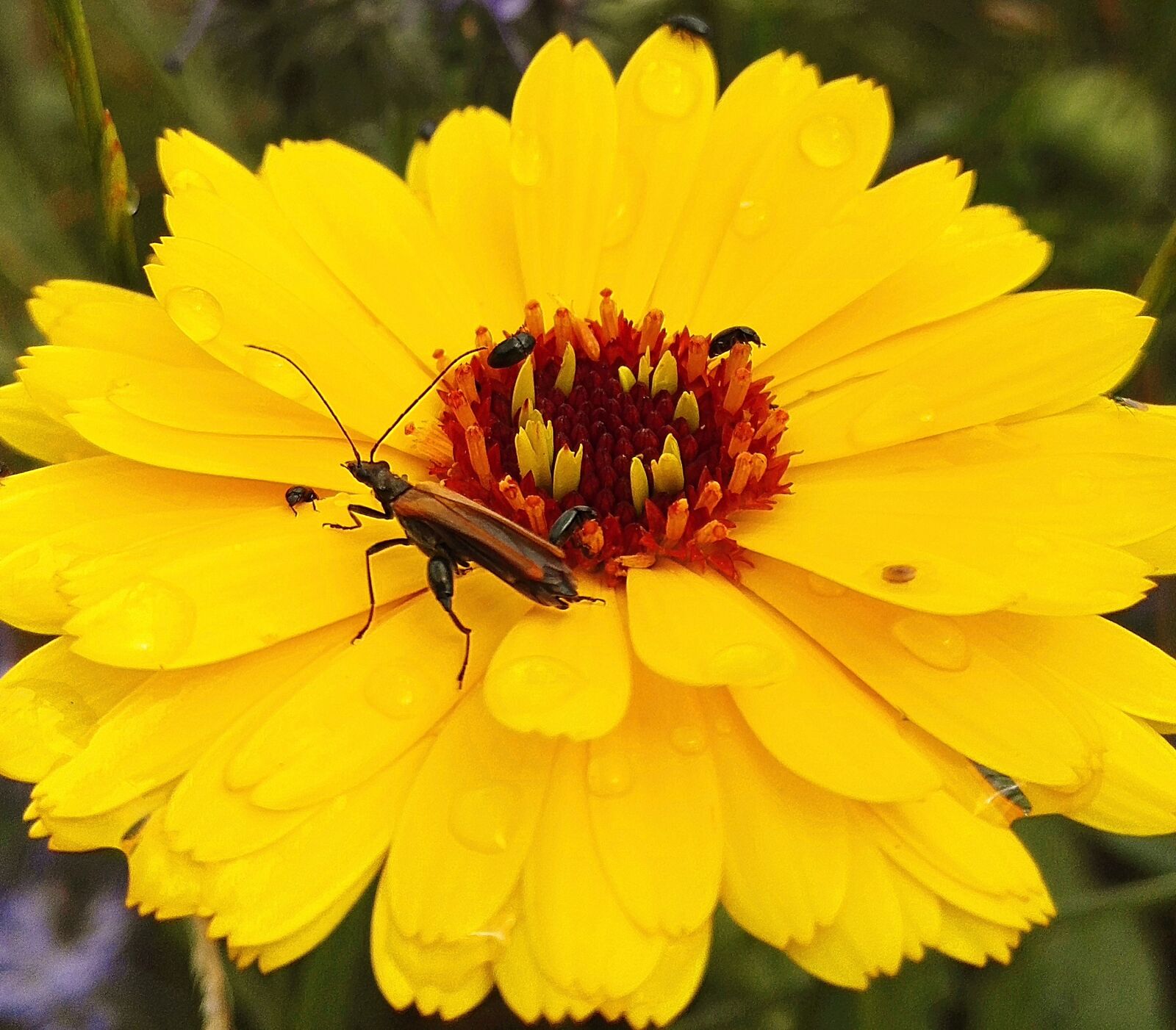 HUAWEI Honor 7 sample photo. Marigold, flower, yellow photography