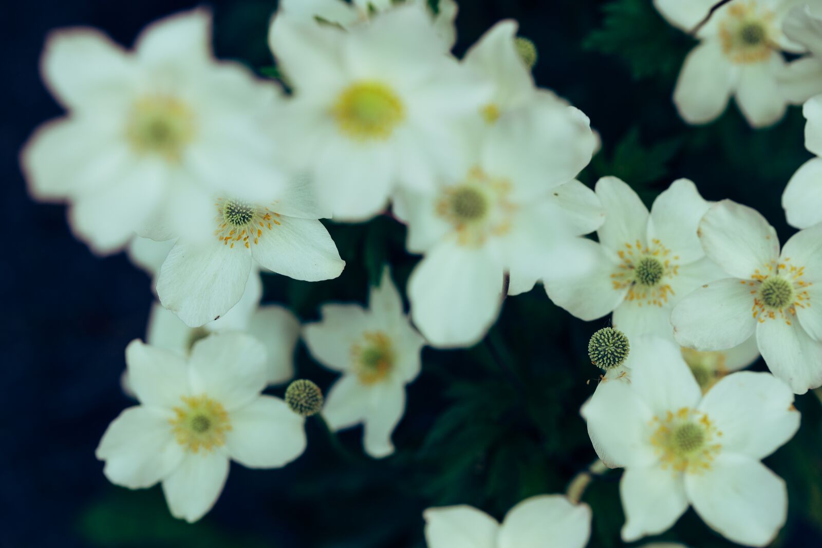 Canon EOS R sample photo. Flower, white, garden photography