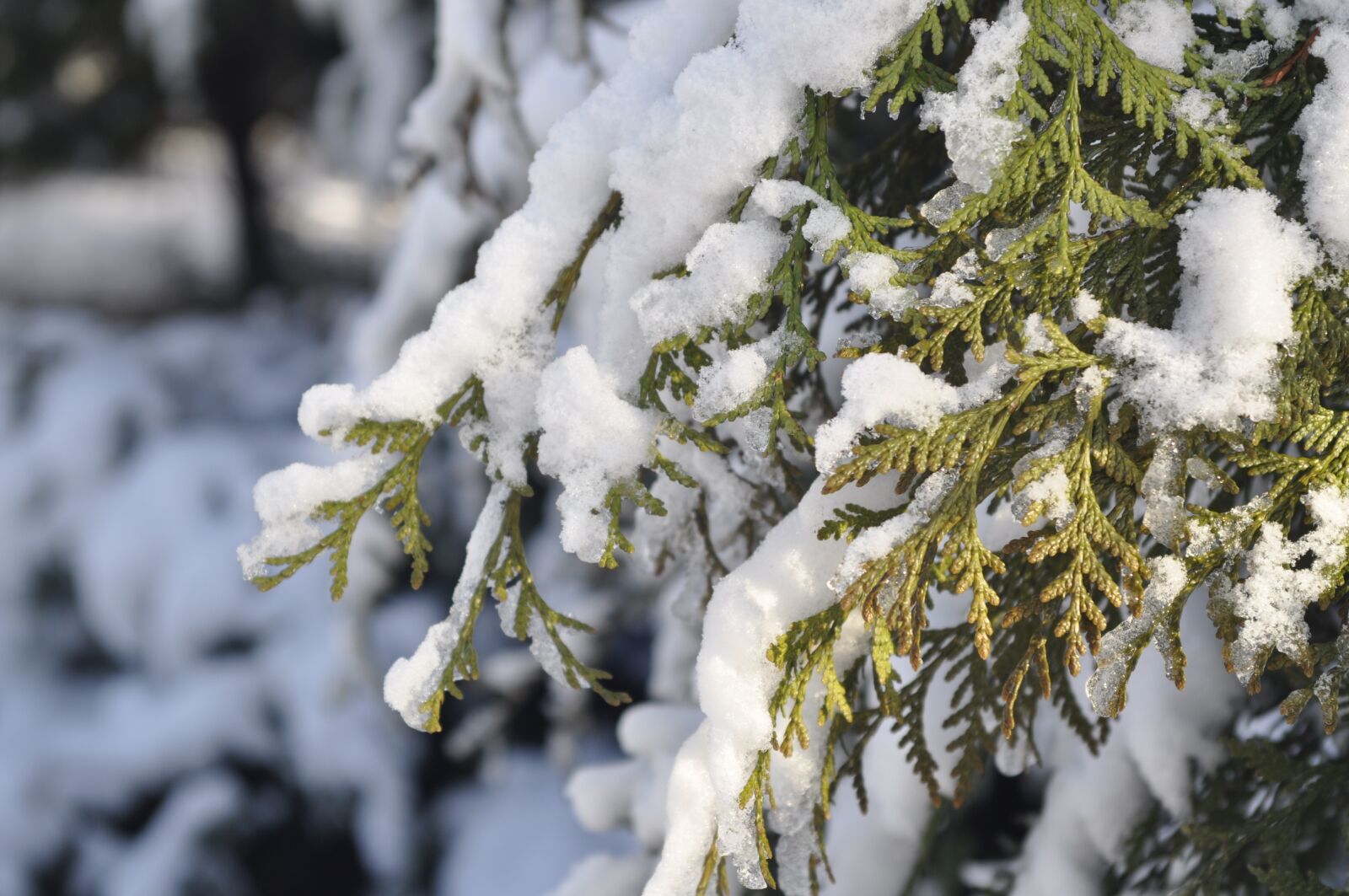 Nikon D5000 sample photo. Winter, snow, branch photography