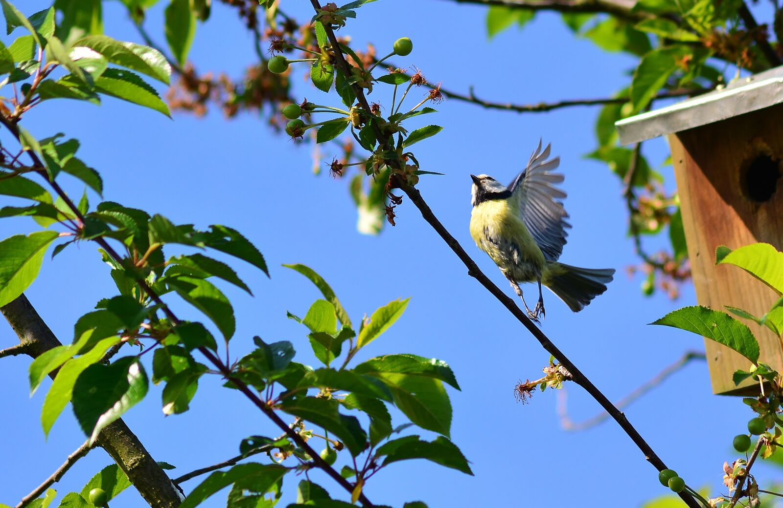 Nikon D5200 sample photo. Blue tit, tree, wing photography