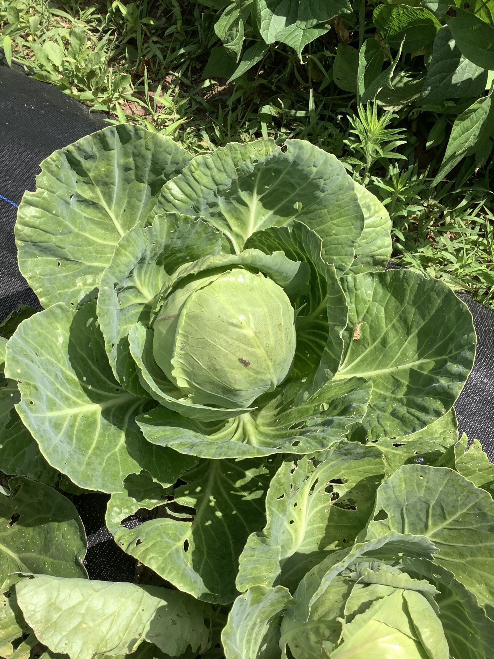 Apple iPad Air (3rd generation) sample photo. Cabbage, garden, vegetables photography