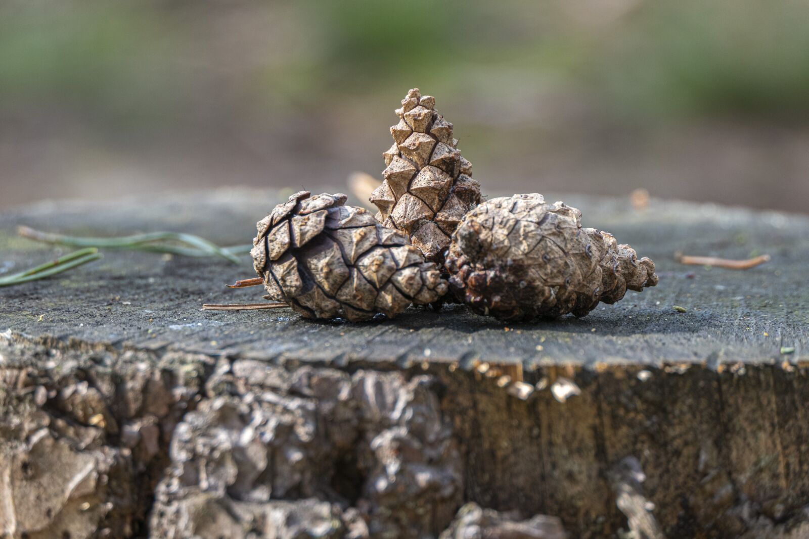 Panasonic Lumix DMC-FZ2500 (Lumix DMC-FZ2000) sample photo. Pine cone, forest, macro photography