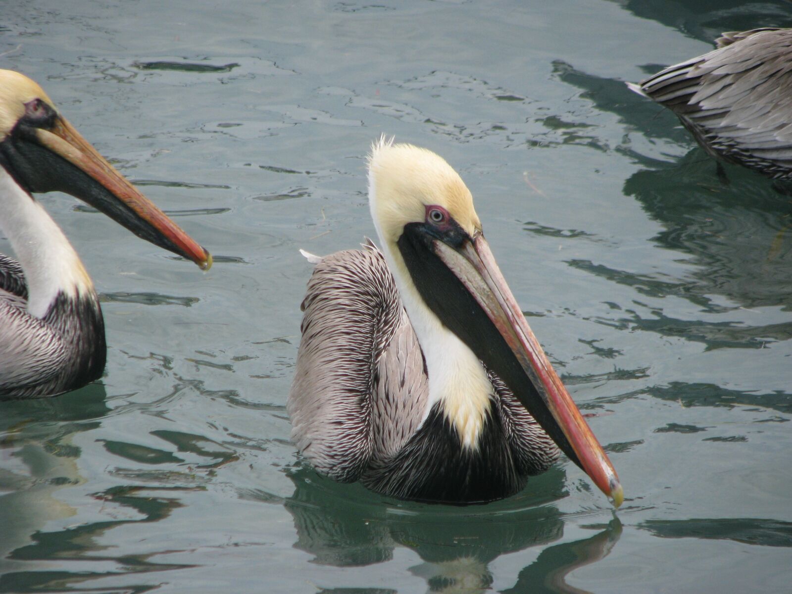Canon POWERSHOT S5 IS sample photo. Pelicans, wing, wildlife photography