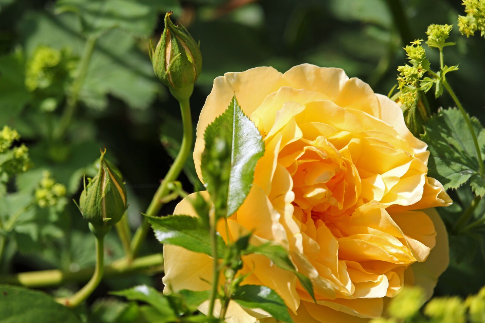 Canon EF-S 55-250mm F4-5.6 IS STM sample photo. Yellow rose, rose, garden photography